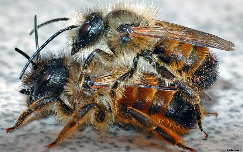 Which Bee Is Right For You?