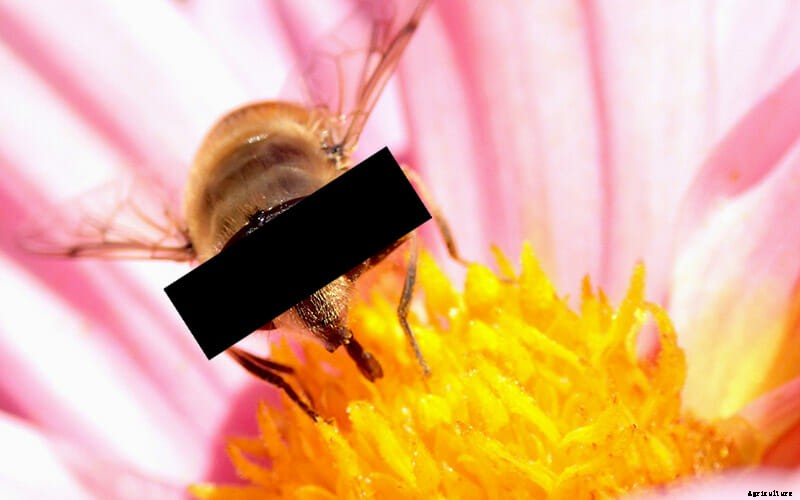 Which Bee Is Right For You?