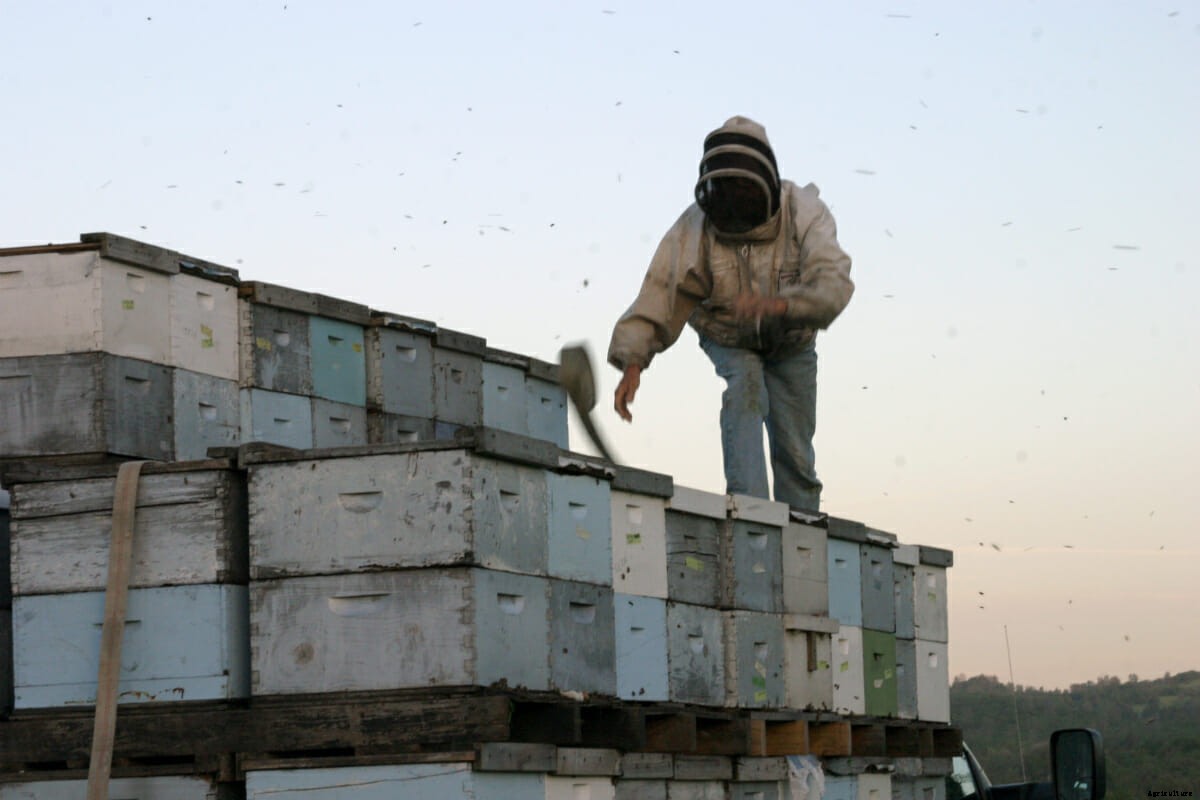 Can a Lawsuit Save America’s Bees?