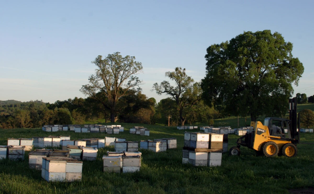 Can a Lawsuit Save America’s Bees?