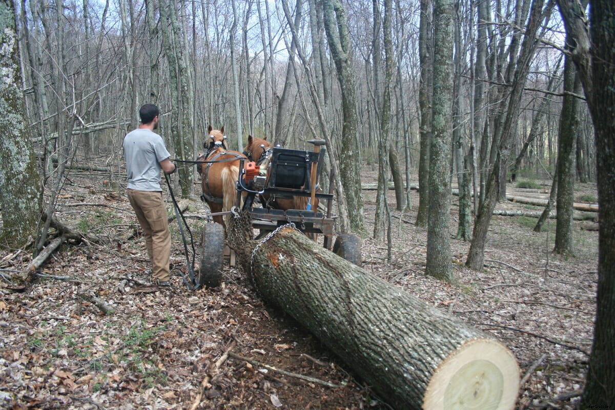 Retro Farming: Horsepowered Logging