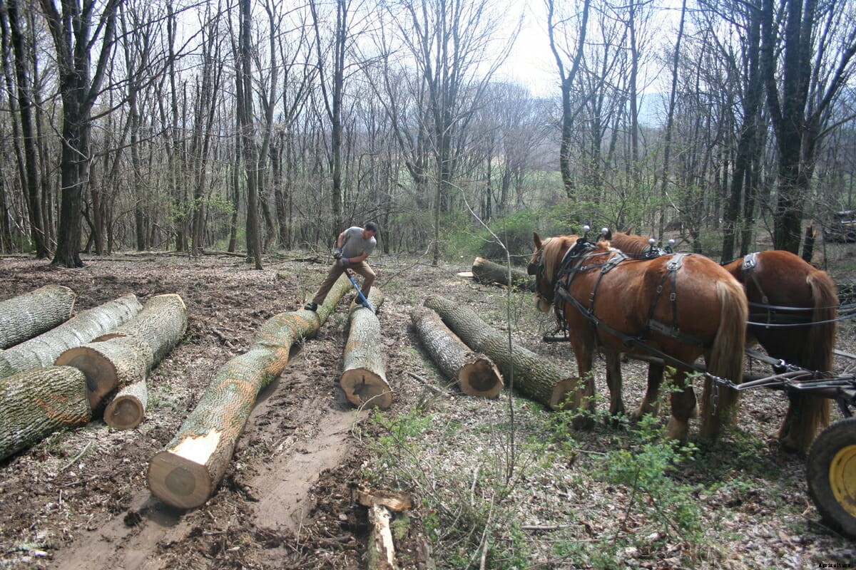 Retro Farming: Horsepowered Logging