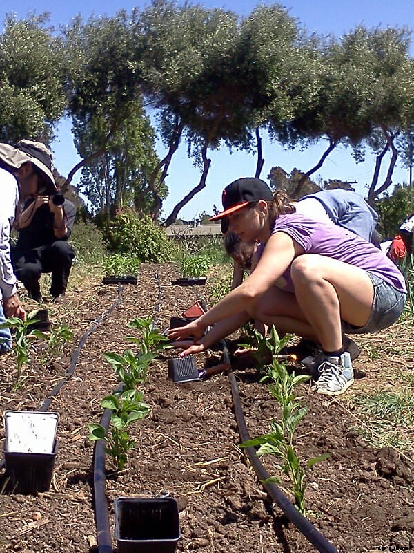 What Are You Planting Right Now? Part 2