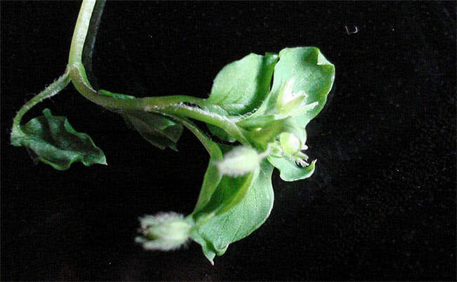 Chickweed: From Humble Weed to Haute Cuisine