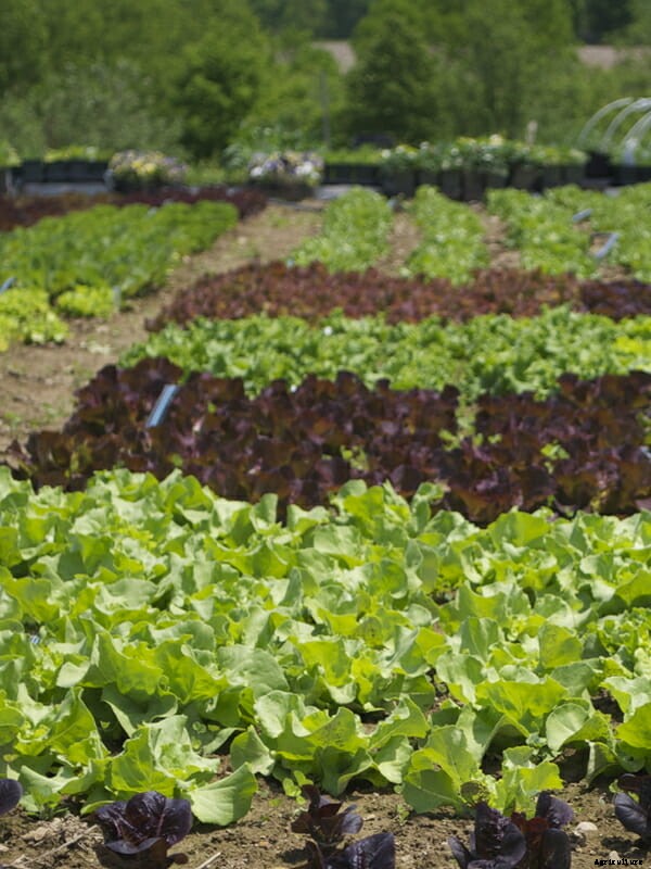 What Are You Planting Right Now?