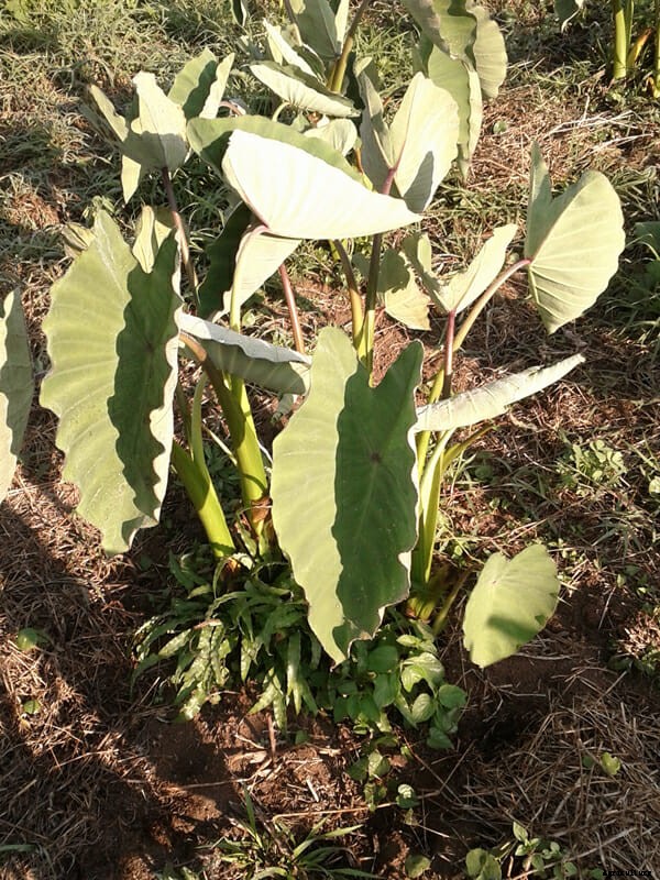 What Are You Planting Right Now?