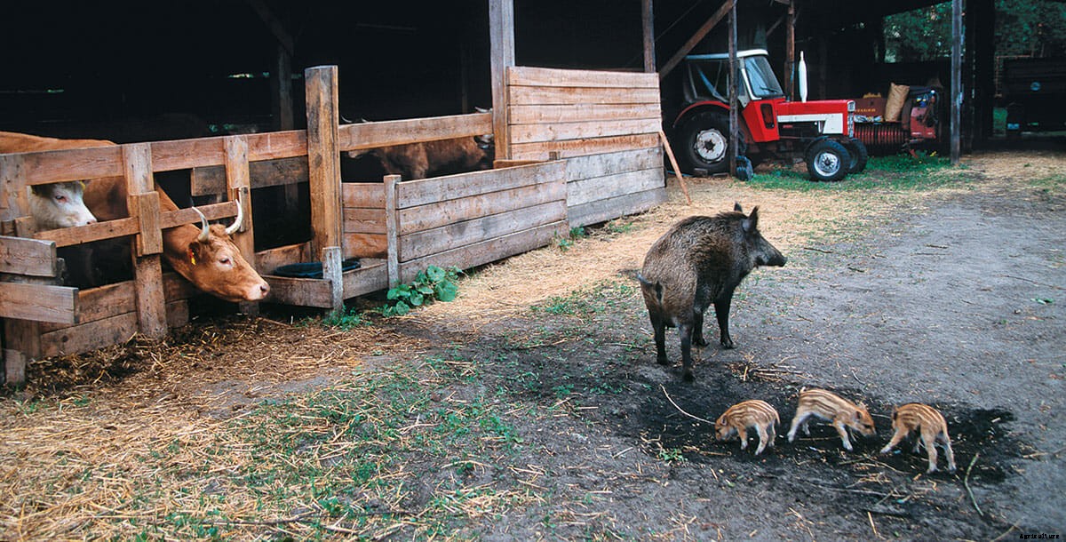 Who Can Stop These Adorable Pigs?