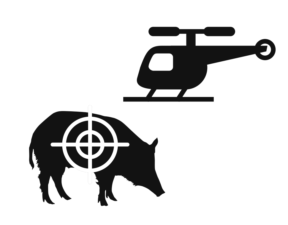 Who Can Stop These Adorable Pigs?