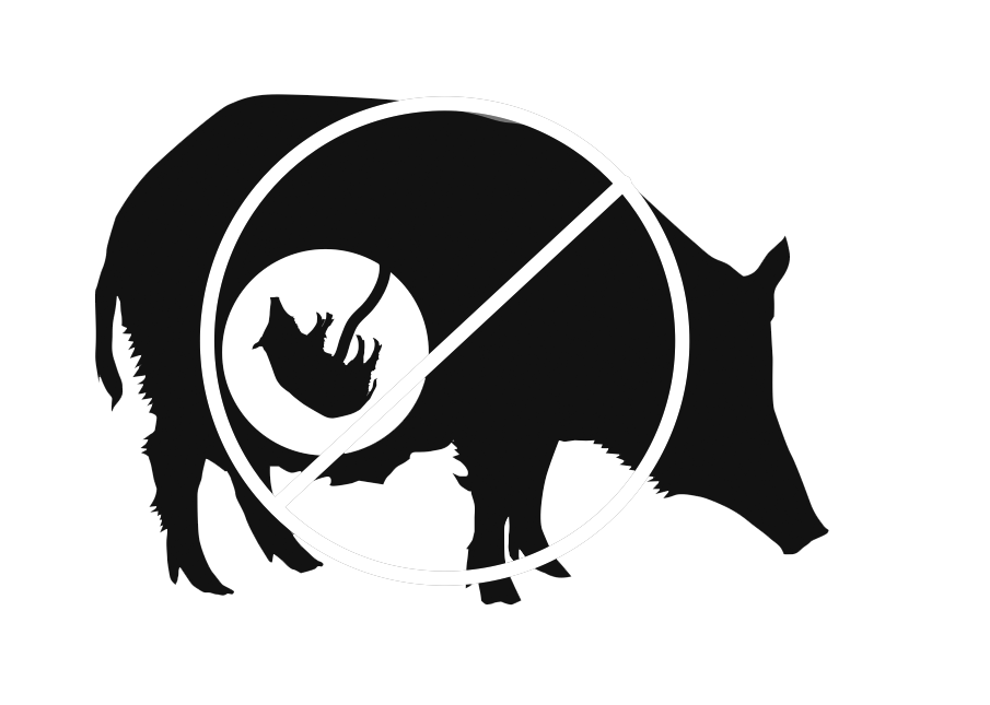 Who Can Stop These Adorable Pigs?