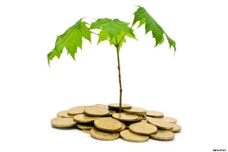 27 Pictures of Plants Growing Out of a Pile of Coins