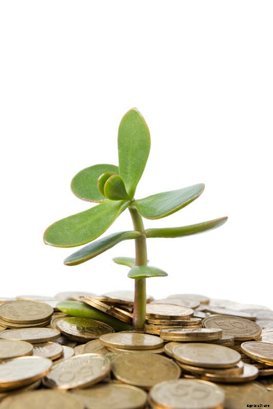 27 Pictures of Plants Growing Out of a Pile of Coins
