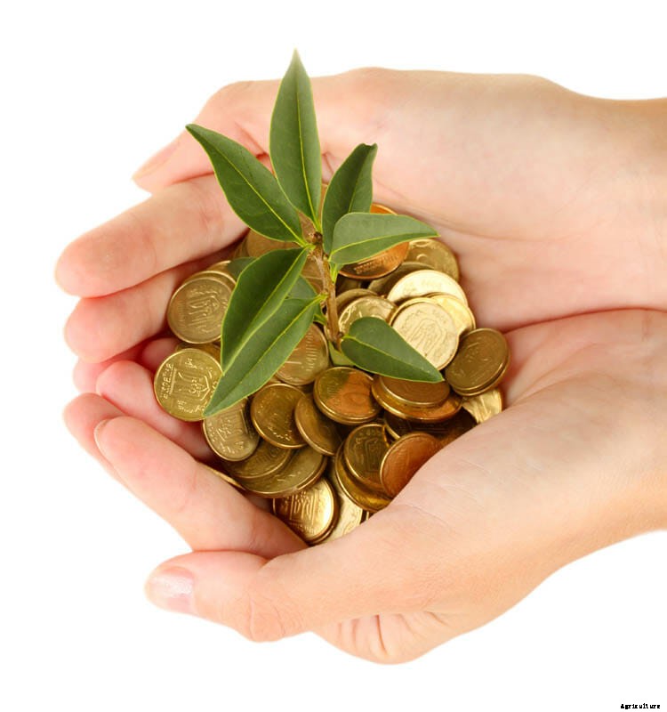 27 Pictures of Plants Growing Out of a Pile of Coins