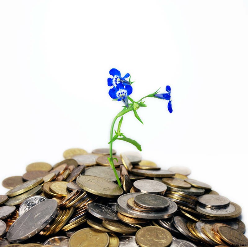 27 Pictures of Plants Growing Out of a Pile of Coins
