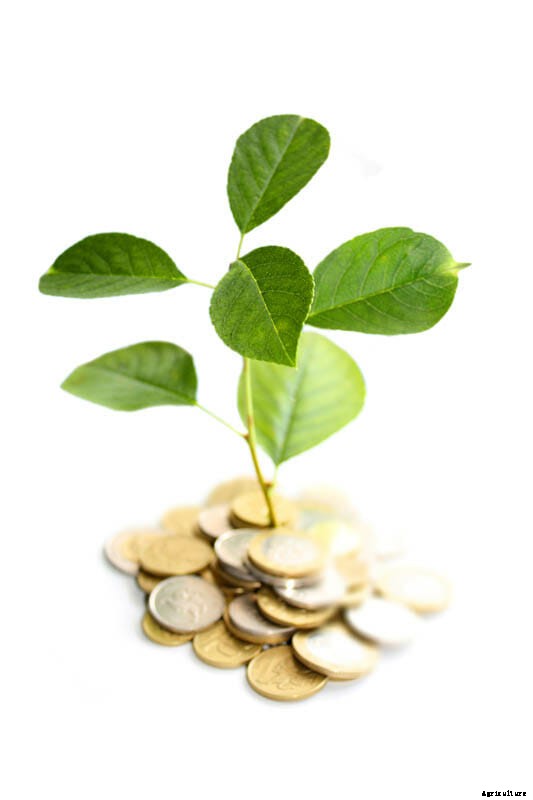 27 Pictures of Plants Growing Out of a Pile of Coins