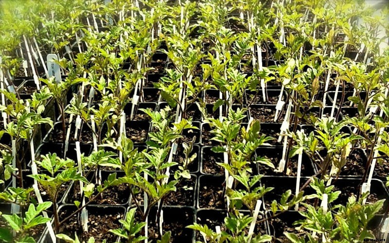 Lucky Tiger: Tomato Lovers Get Lucky