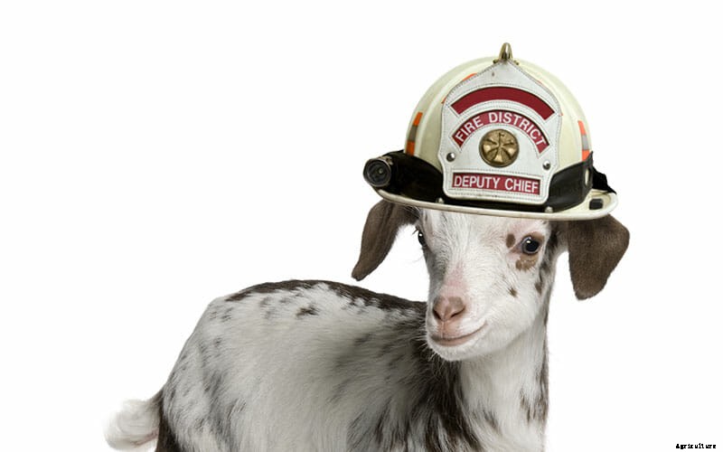 5 Cool Jobs Held By Goats