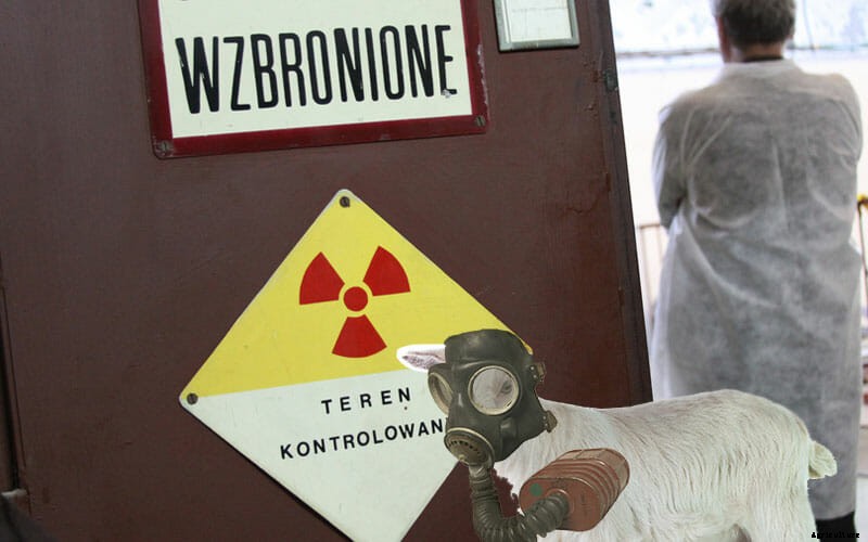 5 Cool Jobs Held By Goats