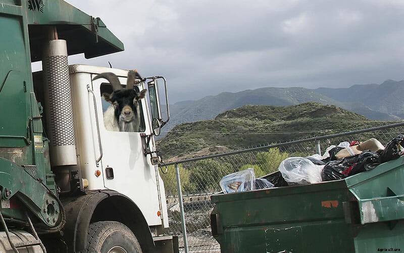 5 Cool Jobs Held By Goats