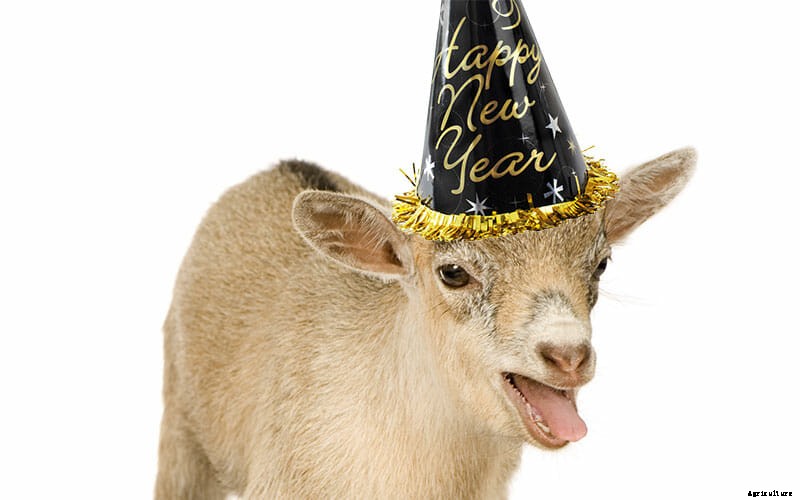 5 Cool Jobs Held By Goats