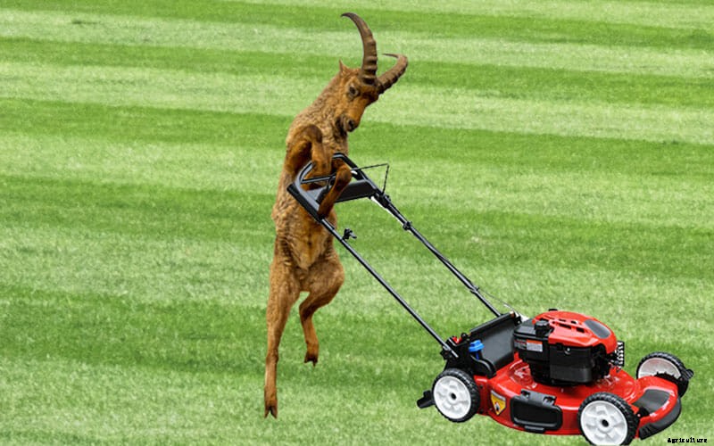 5 Cool Jobs Held By Goats