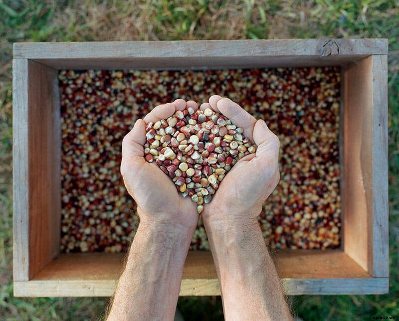 The Seed Economy