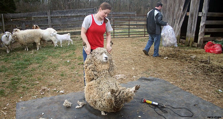 Retro Farming: Blade Shearing