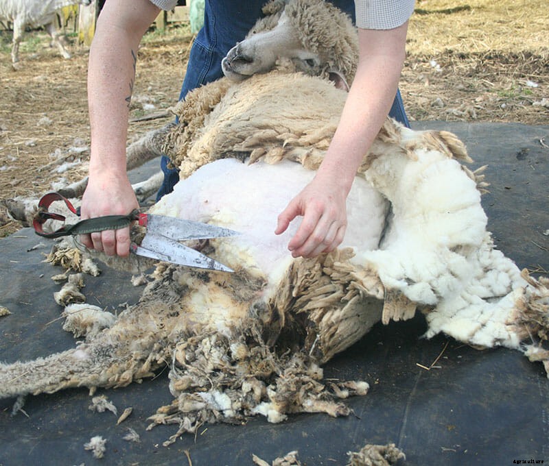 Retro Farming: Blade Shearing