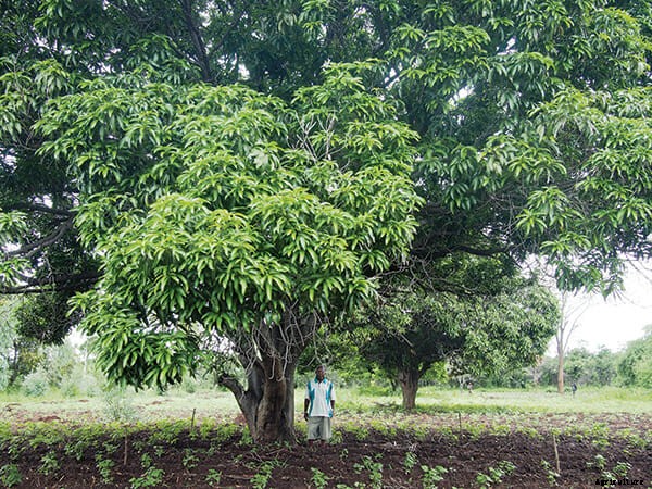 From Malawi to McDonald’s