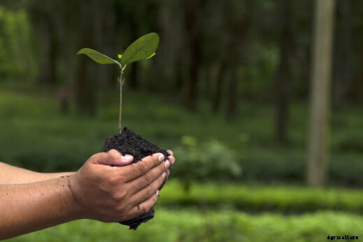 21 Pictures of Hands Gently Cupping Dirt