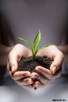 21 Pictures of Hands Gently Cupping Dirt
