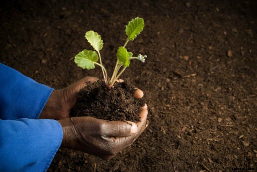 21 Pictures of Hands Gently Cupping Dirt
