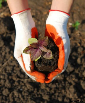 21 Pictures of Hands Gently Cupping Dirt