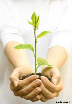 21 Pictures of Hands Gently Cupping Dirt