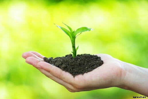 21 Pictures of Hands Gently Cupping Dirt