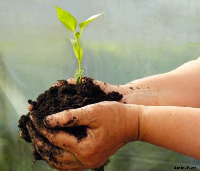 21 Pictures of Hands Gently Cupping Dirt