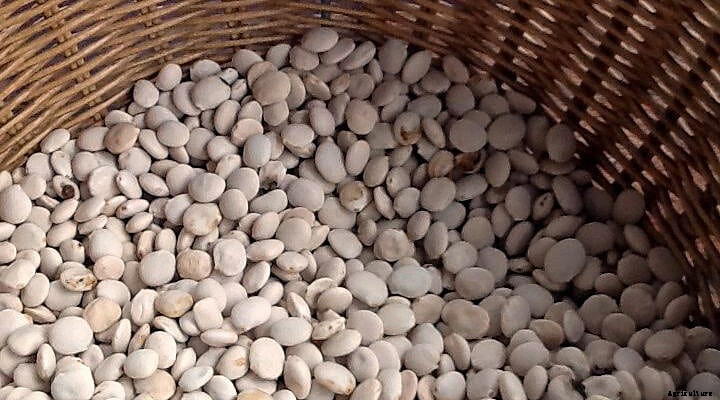 Tarwi: The Total Package