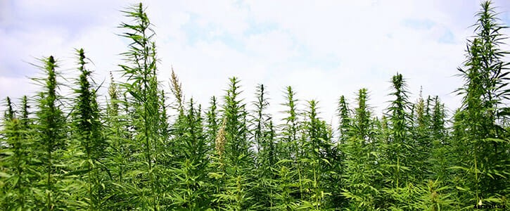 Scenes From a Pot Farmers’ Market