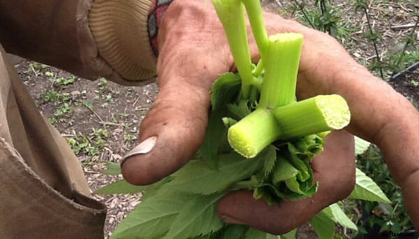 Ashitaba: Tomorrow’s Leaf, Today