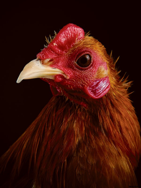 Which Chicken Is Right For You?