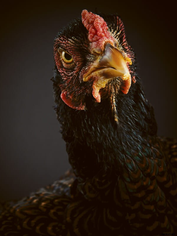 Which Chicken Is Right For You?