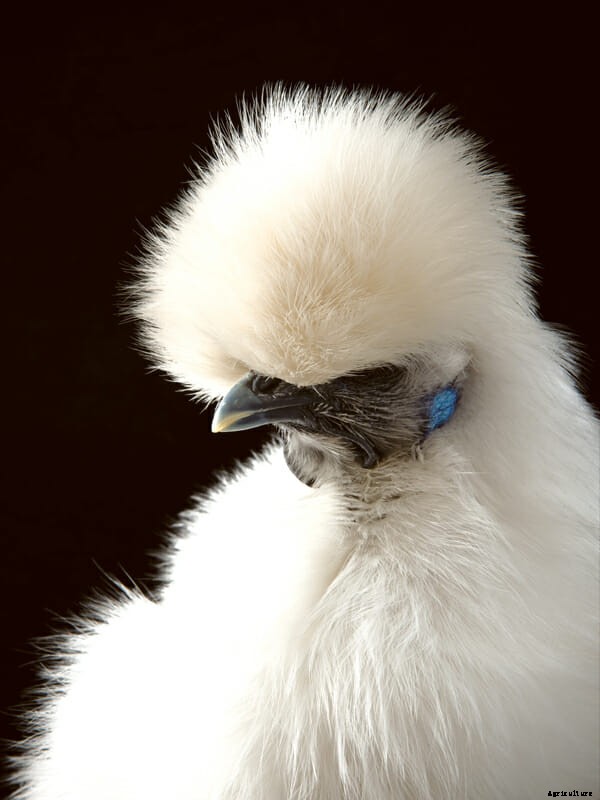 Which Chicken Is Right For You?