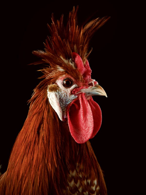 Which Chicken Is Right For You?