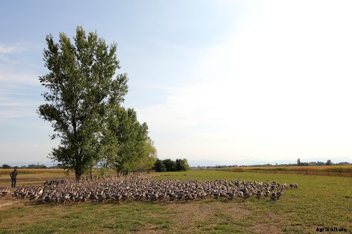 This French Startup Wants to be the Future of Foie Gras