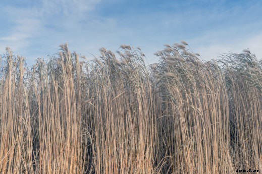 From Farm to Fuel Tank: 5 Eco-Friendly Crops Grown for Gas and Diesel