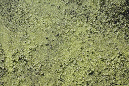 From Farm to Fuel Tank: 5 Eco-Friendly Crops Grown for Gas and Diesel