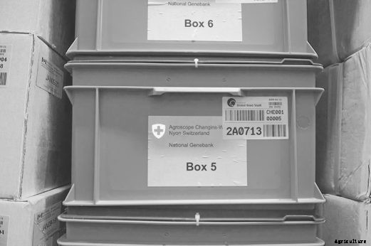 Fortress of Plenitude