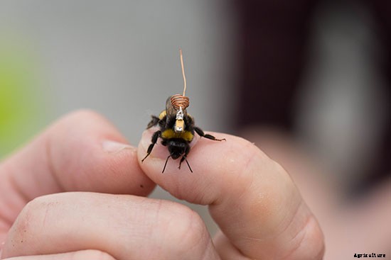 Check Out These Teeny Homing Devices for Bees