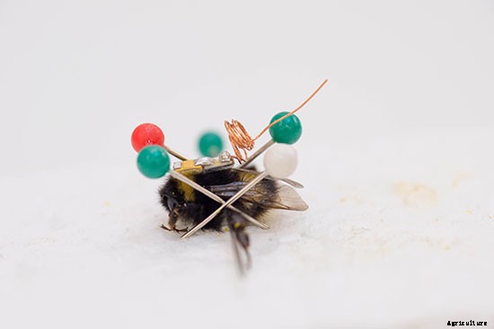 Check Out These Teeny Homing Devices for Bees