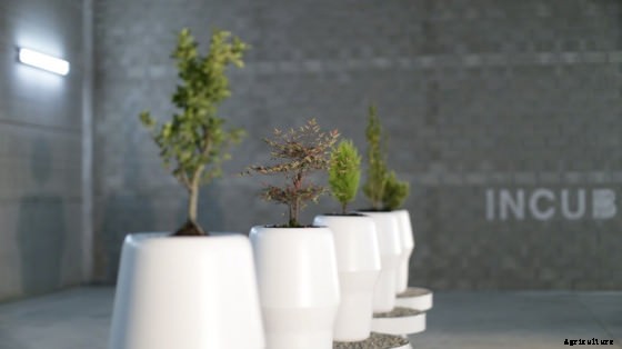 From the Ashes: 3 Companies That’ll Turn Cremains into a Tree