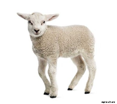 5 Hyper-Specific Agriculture Apps We Love